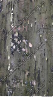 Tree Bark 0025